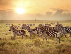 Adorama Steps Up for Kenya, Part 5 – Kenyan Wildlife
