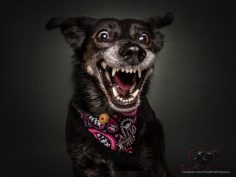 20 Photos of Dogs Catching Treats That Showcase Their Giant Personalities