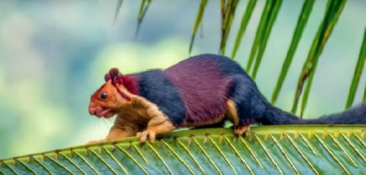 Giant, Rainbow-Colored Squirrels Catch the World’s Eye